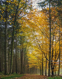 Fototapeta Las - autumn photography of yellow trees in the forest