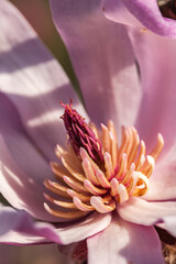 Canvas Print - Allassac (Corrèze, France) - Vue macroscopique d'un magnolia