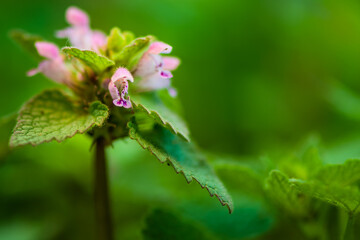 Canvas Print - dew on a flower