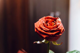 Fototapeta  - Piękny czerwony kwiat róży w świątecznym nastroju.

