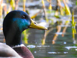 Wall Mural - Duck head side view