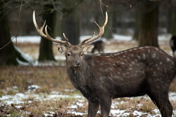 Wall Mural - Dybowskii Deer Close Up Winter Forest