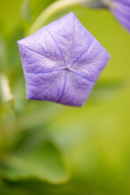 Purple Balloon Flower Bud