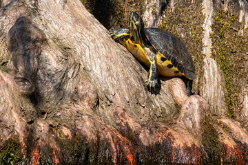 Wall Mural - Yellow Bellied Slider Perched on a Cypress Stump