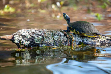 Wall Mural - Yellow Bellied Slider Perched on a Cypress Stump