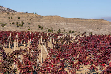 Wall Mural - Autumn vineyard