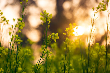 Wall Mural - Mustard yellow flowers blooming in agriculture field at sunset