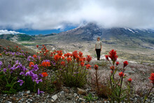 Woman In Volcanic Monument In Wildflowers. Hiking Trails On  Mount St Helens Volcano. Washington. USA 