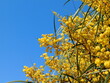 Blooming, blue leafed, or golden wreath wattle, or Acacia cyanophylla tree branches with yellow flowers, in Glyfada, Greece