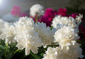 Wall Mural - peonies blossomed in the summer, peonies lit by the sun.beautiful peonies on the lawn