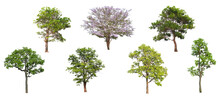 Collection Of Green Tree Side View Isolated On White Background  For Landscape And Architecture Layout Drawing, Elements For Environment And Garden, Tree Elevation