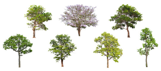 Collection of green tree side view isolated on white background  for landscape and architecture layout drawing, elements for environment and garden, tree elevation
