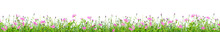 Green Grass And Pink Spring Flowers Isolated On White Background