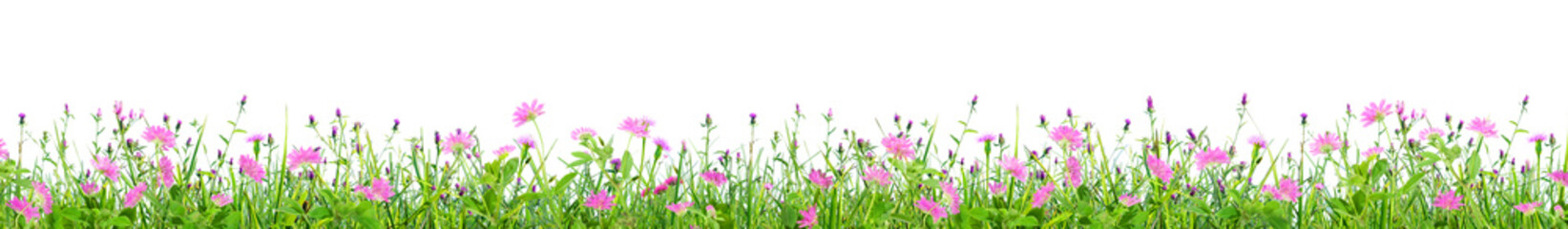 Wall Mural - green grass and pink spring flowers isolated on white background