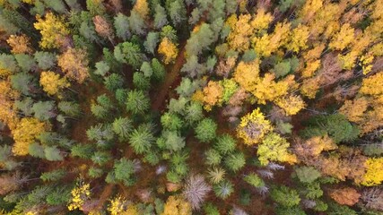 Wall Mural - Mixed autumn forest viewed from above. Video from the drone. Traffic over the trees. Autumn landscape. Yellow trees. Nature.