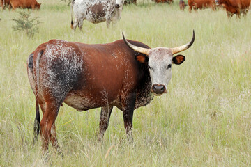 Wall Mural - Nguni cow - indigenous cattle breed of South Africa - on rural farm.