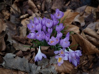 Canvas Print - Spring Crocus 