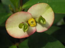 Closeup Shot Of Blooming Crown-of-thorns Flowers In The Greenery