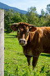 Cow on the pastures of a Bavarian farm in the Bavarian forest