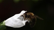 The Honey Bee Flies To The White Flower And Climbs Inside.