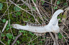 Muntjac Deer Lower Jaw Bone With Teeth In Situ