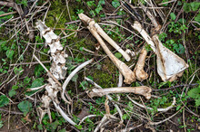 Muntjac Deer Spinal Skeleton, Lower Jaw And Limb Bones