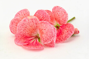 Pink geranium flowers close up, isolated on white background