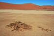  Hidden Vlei im Namib-Naukluft Nationalpark in Namibia. 