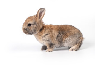 Wall Mural - Brown adorable baby rabbit on white background