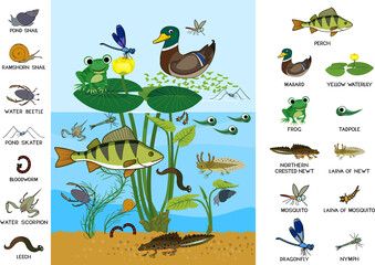 Poster - Ecosystem of pond. Diverse inhabitants of pond (fish, amphibian, leech, insects and bird) in their natural habitat. Cartoon animals living in pond