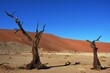 Kameldornbaum vor den Sanddünen bei der Düne 45 im Namib-Naukluft Nationalpark. 
