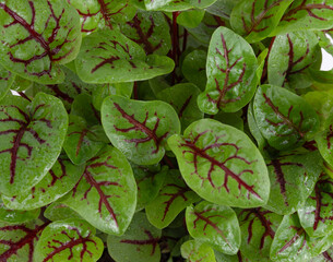 Wall Mural - Living Sprout Red Sorrel on white background