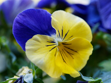 (Viola Wittrockiana) Nahaufnahme Auf Garten-Stiefmütterchen Mit Blaue Und Gelbe Zweifarbige Blütenblättern, Ein Hingucker