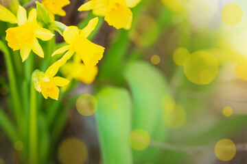 Yello narcissus flowers, daffodil flower, spring backgrouns with bokeh