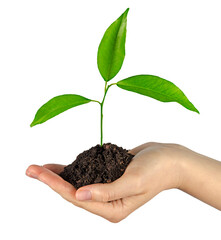 Wall Mural - Tree growing from soil in hand