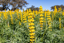 A Field Of Yellow Lupine Flowers With A Honey Bee (Lupinus Luteus) With Holm Oaks Trees Against Blue Sky In Andalusia, Spain