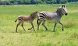 Hartmanns Berg Zebra mit Baby  1090606