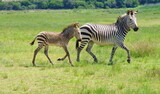 Fototapeta  - Hartmanns Berg Zebra mit Baby  1090606