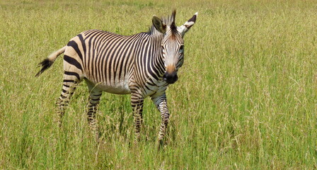 Wall Mural - Hartmanns Berg Zebra P1140689