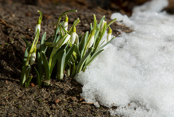 Snowdrops in the forest. Forest flowers on a spring day.