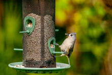 Close Up Of A Tufted Titmouse On A Bird Feeder