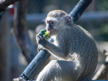Cute Allen's Swamp Monkey Eating A Berry On A Blurred Background