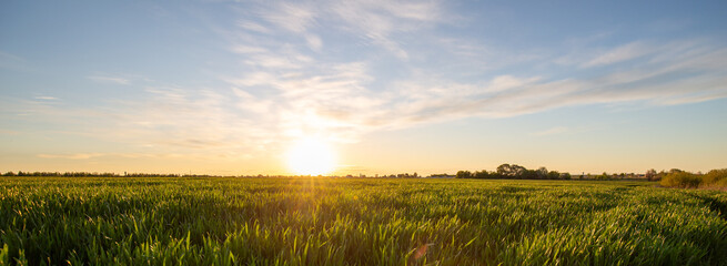Fotobehang - Rural summer landscape at sunset or sunrise. Sun rises from the grass to the top of field in the sun rays. Green field of wheat and blue sky on farm. Green meadow. Nature, wilderness. Agriculture.