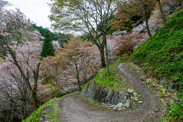 Wall Mural - Walking path in the mountains on spring time with blooming sakura trees