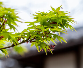 Wall Mural - Branch with green Japanese maple leafs