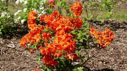 Sticker - Blossoming flowers rhododendron in the  Minsk a botanical garden, nature background.
