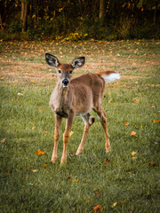 Poster - Vertical shot of a cute brown deer in the forest in autumn