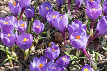 Wall Mural - violet crocuses bloom in early spring on old dry foliage