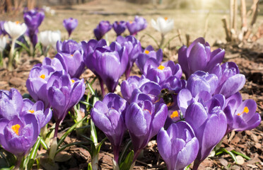 Wall Mural - violet crocuses bloom in early spring on old dry foliage