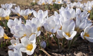 Wall Mural - white crocuses blooms in early spring